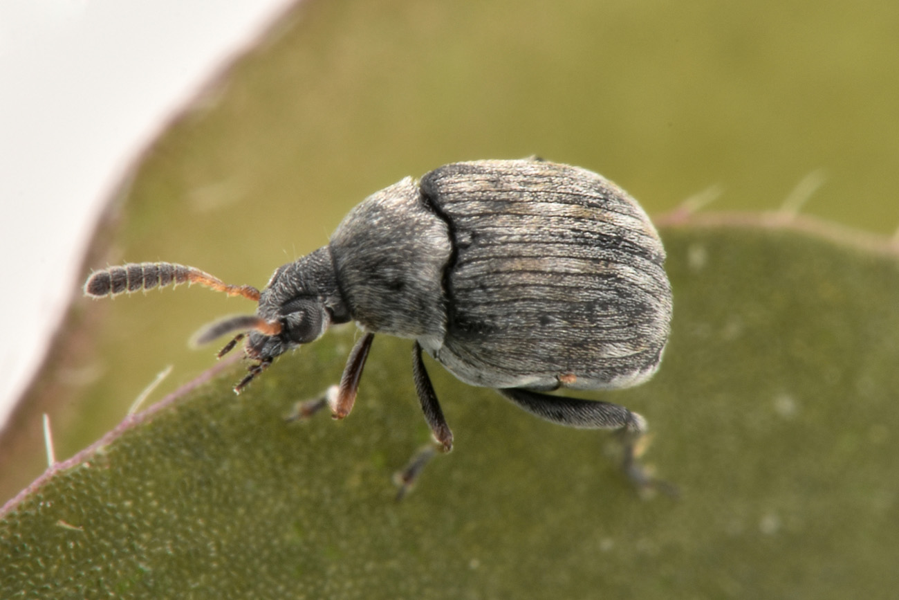 Chrysomelidae Bruchinae: Bruchidius mulsanti